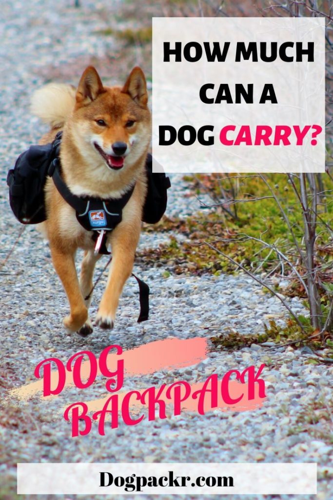 wie lange kann hund maulkorb tragen