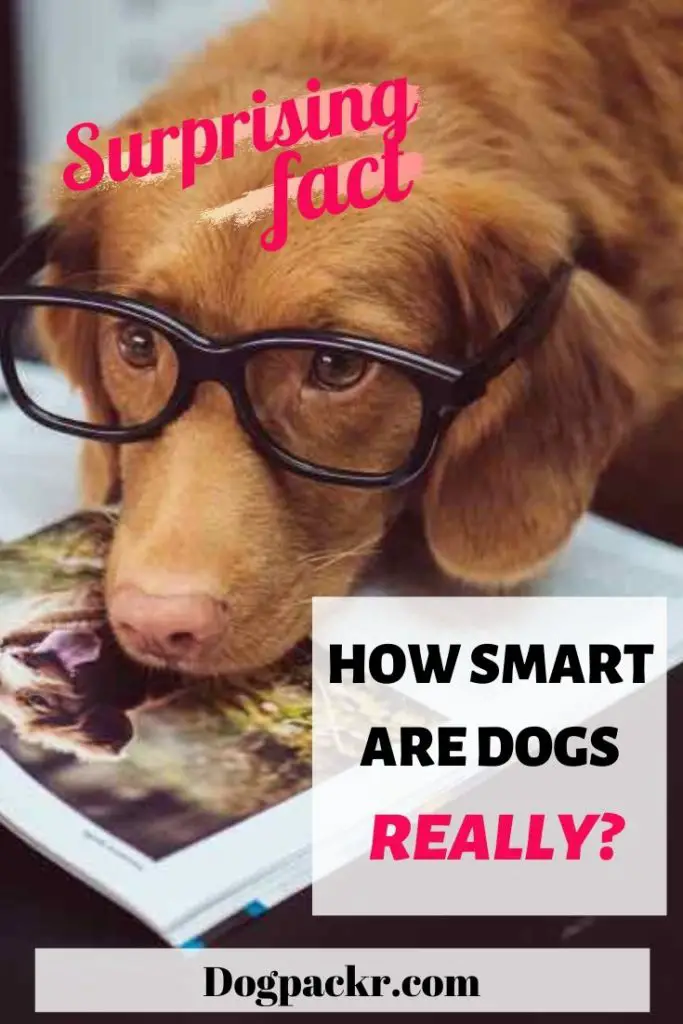 Welches ist das intelligenteste Haustier?