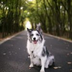 Wie weit kann ein Hund am Tag laufen? Wahrscheinlich mehr als du denkst!