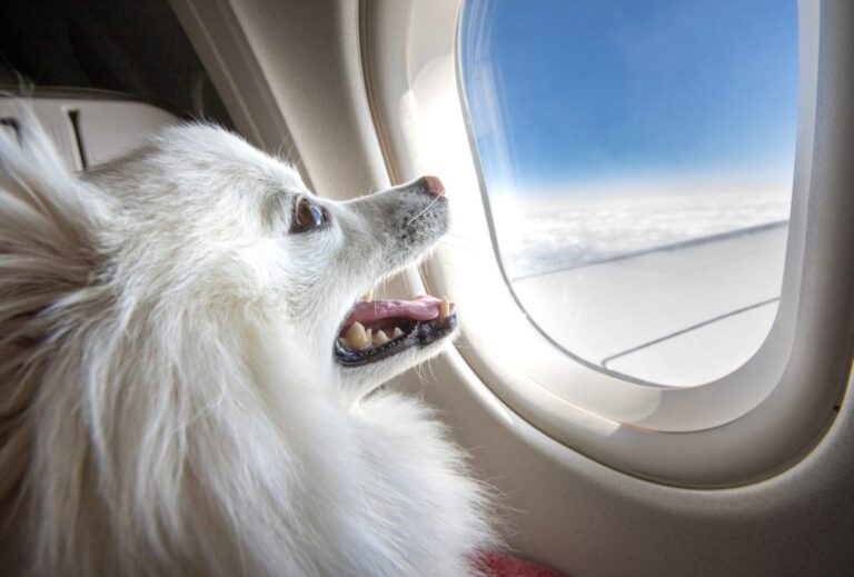 Fliegen mit Hund in der Kabine wie sicher ist das? dogpackr.ch