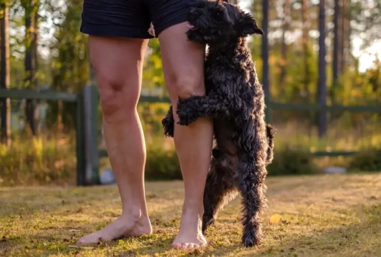 Zwanghaftes Rammeln bei Hunden Spass haben mit (hyper) aktiven Hunden
