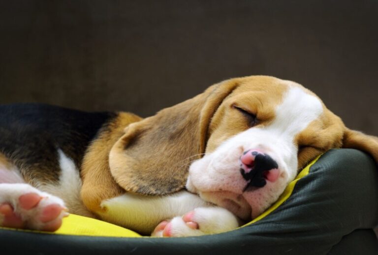 Kann ein Welpe zu viel schlafen? dogpackr.ch