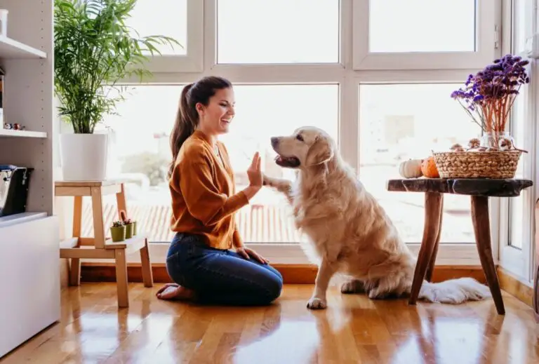 11 einfache Tricks für Hunde auch ideal für Anfänger dogpackr.ch